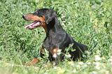 DOBERMANN 935